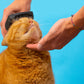 Pet Care - Kit per il tuo Animale